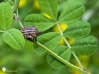 Graphosoma Lineatum Graphosoma Lineatum