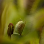 L'acchiappa mosche L'acchiappa mosche