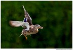 Volo