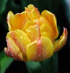 Tulipan bagnato