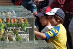 Alla Fiera di Primavera Alla Fiera di Primavera