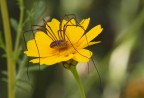 ...Petali...!!!