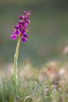 Orchis morio Orchis morio