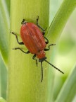 coleottero rosso