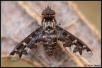 Una mosca particolare Una mosca particolare
