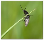 fin sulla vetta fin sulla vetta