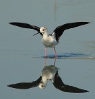 Cavaliere riflesso Cavaliere riflesso