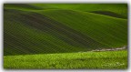 linee verdi..