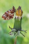 Boloria (clossiana) Boloria (clossiana)