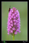 Anacamptis pyramidalis con Zygaena! Anacamptis pyramidalis con Zygaena!