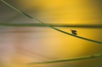 Mosca Cavallina
