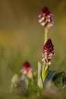 Orchis_ustulata Orchis_ustulata