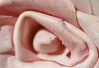 Il cuore della rosa