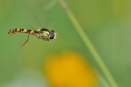 Volo Libero Volo Libero
