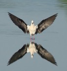 Angelo sulla laguna Angelo sulla laguna