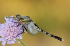 Orthetrum albistylum Orthetrum albistylum