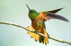 colibri colibri