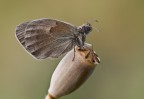 Coenonypha pamphilus. Coenonypha pamphilus.