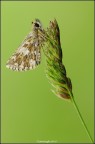 Hesperiidae Pyrgus malvoides Hesperiidae Pyrgus malvoides
