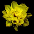 Giallo soft