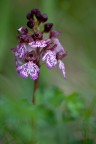Orchis purpurea Orchis purpurea