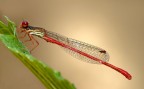 Damigella rossa (Ceriagrion tenellum) Damigella rossa (Ceriagrion tenellum)