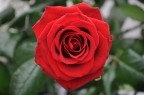 Rosa rossa Rosa rossa