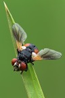 mosca mosca