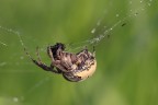 Ragno(Larinioides sp.)e la sua preda Ragno(Larinioides sp.)e la sua preda