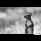 ::: PERPLESSITA' ::: ::: PERPLESSITA' :::