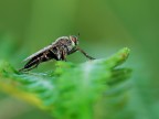 Asilide Asilide
