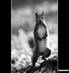 ::: LA VEDETTA ::: ::: LA VEDETTA :::