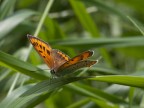 Lycaena dispar femmina Lycaena dispar femmina