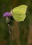 Cedronella Cedronella