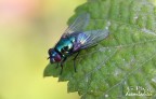 Mosca - La prima macro di una lunga serie Mosca - La prima macro di una lunga serie
