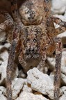 Homemade Spider Homemade Spider