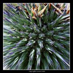 spinosa spinosa