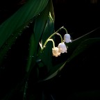 ... con in mano un raggio di sole ... con in mano un raggio di sole