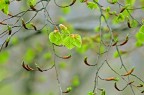 Danza di primavera
