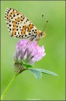 Melitaea didyma Melitaea didyma