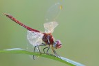 Sympetrum fonscolombii maschio su stelo Sympetrum fonscolombii maschio su stelo