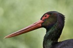 cicogna nera cicogna nera