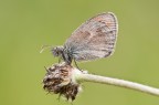 Coenonypha pamphilus. 09/05/2010 Coenonypha pamphilus. 09/05/2010