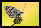 ...Melitaea... ...Melitaea...