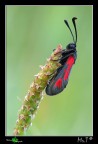 ...Zygaena punctum... ...Zygaena punctum...