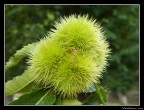 Ricci di castagne... Ricci di castagne...