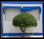 il pitosforo il pitosforo