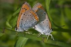 La copia perfetta "Lycaena dispar" La copia perfetta "Lycaena dispar"