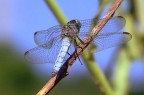 libellula... libellula...