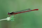 Damigella rossa Damigella rossa